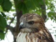 Smith Lake&nbsp;hawk
