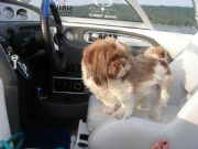Logan Martin Lake&nbsp;