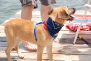 Logan Martin Lake&nbsp;Fenway the dog at the lake