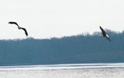 Wheeler Lake&nbsp;Bald Eagles fly above Wheeler Lake