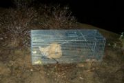 Lake Martin&nbsp;Red Fox - Caught and released on 3-11-10.  Trying to catch a Beaver.
