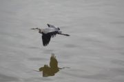 Lake Sinclair&nbsp;Lake Sinclair Heron in flight 