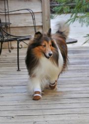 Lake Martin&nbsp;Winston's winter boots.