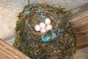 Lake Martin&nbsp;Nest 2