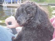 Logan Martin Lake&nbsp;Another Lake Dog