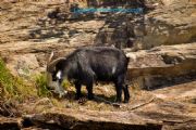 Lake Martin&nbsp;Goat Island