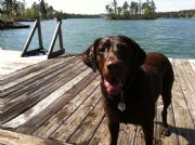 Lake Martin&nbsp;Happiest Labs are Wet!