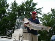 Lake Hartwell&nbsp;Another Nice Striped Bass
