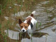 Lake Martin&nbsp;Rusty enjoyin' a swim