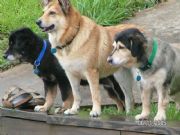 Lake Martin&nbsp;Loyal dogs