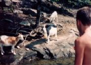 Lake Martin&nbsp;Goat Island 1993 (3)