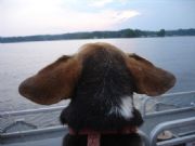 Lay Lake&nbsp;Buzzy