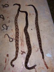 Lake Martin Rockford Snakes 7