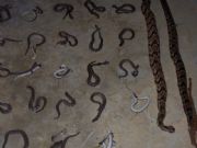 Lake Martin Rockford Snakes 8