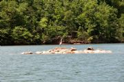 Lake Martin&nbsp;Blue Heron Poised Near Acapolco Rock