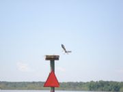 Lake Eufaula&nbsp;egals on nest at lake point state park eufaula ala