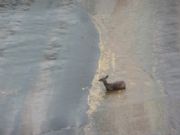 Lake Martin&nbsp;Wounded deer at dam