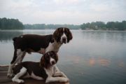 Lake Martin&nbsp;Dogs on Lake Martin