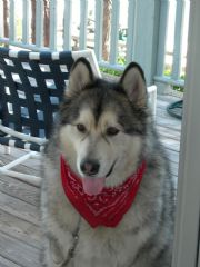 Lake Martin&nbsp;Yukon dressed for the July 4th parade