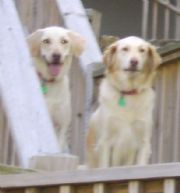 Logan Martin Lake&nbsp;Lake Dogs, Bama and Bear