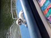 Logan Martin Lake&nbsp;Abbie Rose just chilling on the back of the boat. 