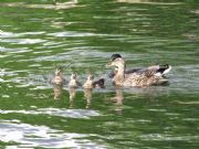 Lake Martin&nbsp;Duck family takes a swim