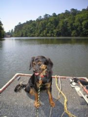 Smith Lake&nbsp;lake animals