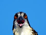 Lake Martin&nbsp;Osprey