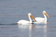 Wheeler Lake&nbsp;Two White Pelicans at Wheeler Dam