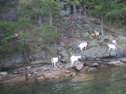 Lake Martin&nbsp;Goats on Goat Island 29 June 2008