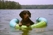 Lake Martin&nbsp;Roxi enjoying the water at Lake Martin