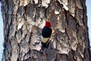 Lake Martin&nbsp;Red Headed Wood Pecker @ Wind Creek