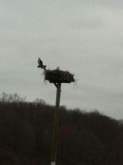 Patoka Lake&nbsp;Osprey nest on the dike
