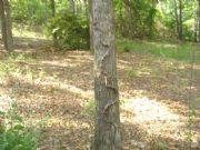 Lake Eufaula&nbsp;Lake Snake