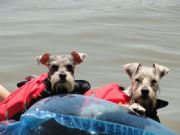 Logan Martin Lake&nbsp;Sophie and Sam enjoying the water.