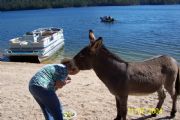 Lake Martin&nbsp;Donkey and Patti Winter 04-goat Island
