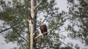 B. Everett Jordan Lake&nbsp;adult bald eagle