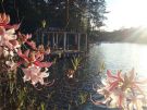 Flowers of Lake Martin