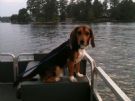 Lake Dogs!