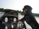 West Point Lake Dogs